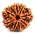 Nava Mukhi Rudraksha